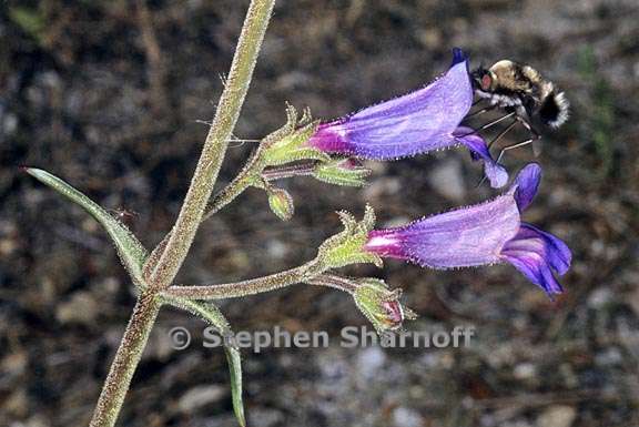 penstemon laetus 7 graphic